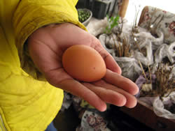 Первое яйцо