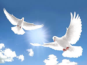 белые птицы в небе