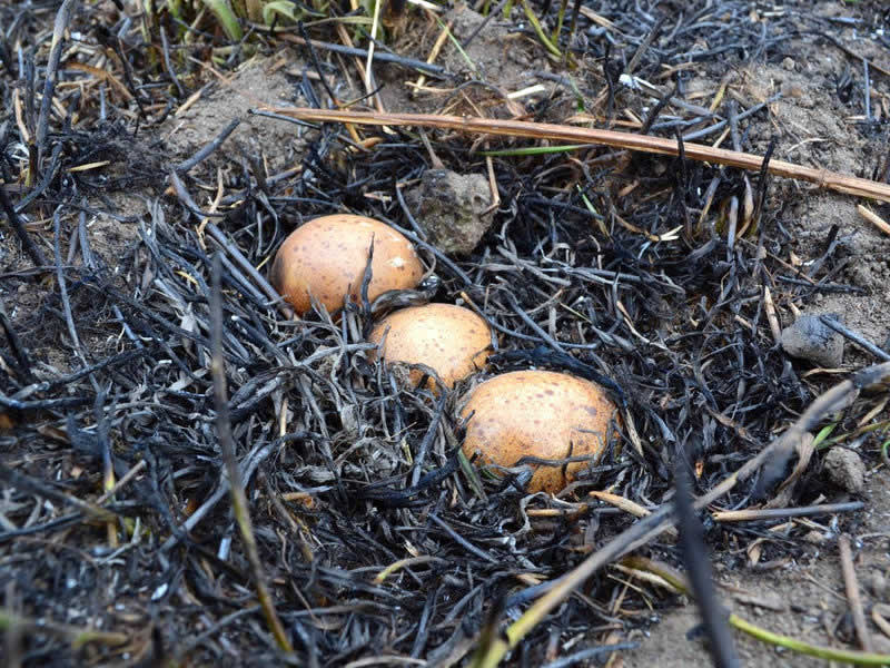Птичье гнездо после травяного пала. Брошенные яйца