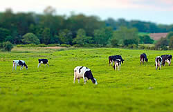 коровы на зелёном лугу