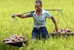 Китайский фермер