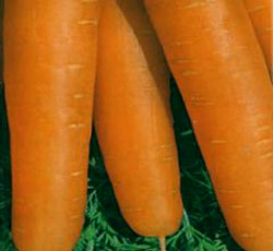 Морковь, коническая с тупым кончиком,2 мл