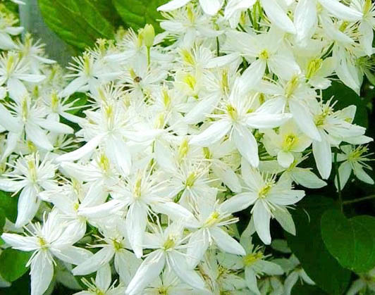 Клематис мелкоцветковый белый, 15 семян