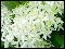 Облако белых ароматных цветов высотой 1,5 метра. Требует стратификации 2-3 мес или подзимнего посева
