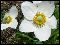 большое количество крупных (до 7 см) снежно-белых цветков с яркой желтой серединкой,  украсит любой цветник. Легко размножается, неприхотлива