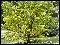 Гинкго билоба представляет собой уникальный реликтовый вид, который сохранился за миллионы лет. Очень красивое дерево с необычной формой листа. Деревья легко переносят холод и устойчивы к различным насекомым. Без труда выживает даже в сильно загрязненной атмосфере мегаполисов.  В лечебных целях используют листья. Чай из листьев способствует улучшению во всех органах и системах, он восстанавливает кровообращение, увеличивает приток к головному мозгу, защищает клетки от свободных радикалов. Задерживает старение организма, предотвращая инсульты и инфаркты. Саженцы высотой 20-30 см., с закрытой корневой системой.