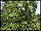Саженцы. Высота 30 см, с закрытой корневой системой. Чекалкин орех – очень красивый цветущий кустарник. Его используют при создании альпийских горок или горных ландшафтов. Растёт в высоту до 2-3 метров. Ствол изгибается, имеет много листвы, листья походят на рябиновые. Время цветения чекалкина ореха – май. Цветы большие, крупные, обычно ими усыпано всё дерево. После цветения можно увидеть съедобные плоды – коробочки с маленькими тёмно-коричневыми орешками.