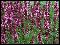 Стреловидные розовые соцветия, зимостойкий, высота 60 см
